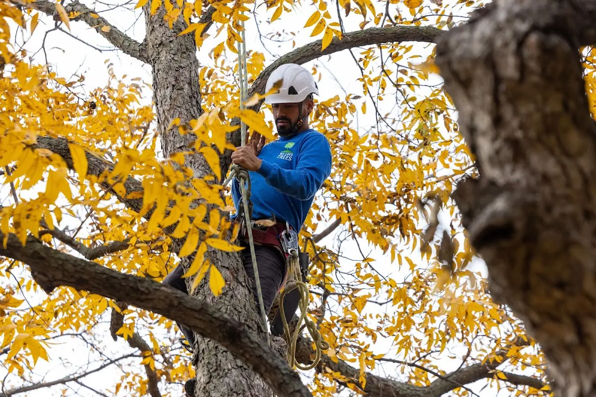Skilled Tree Planting crew working in Raleigh